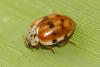Harmonia quadripunctata